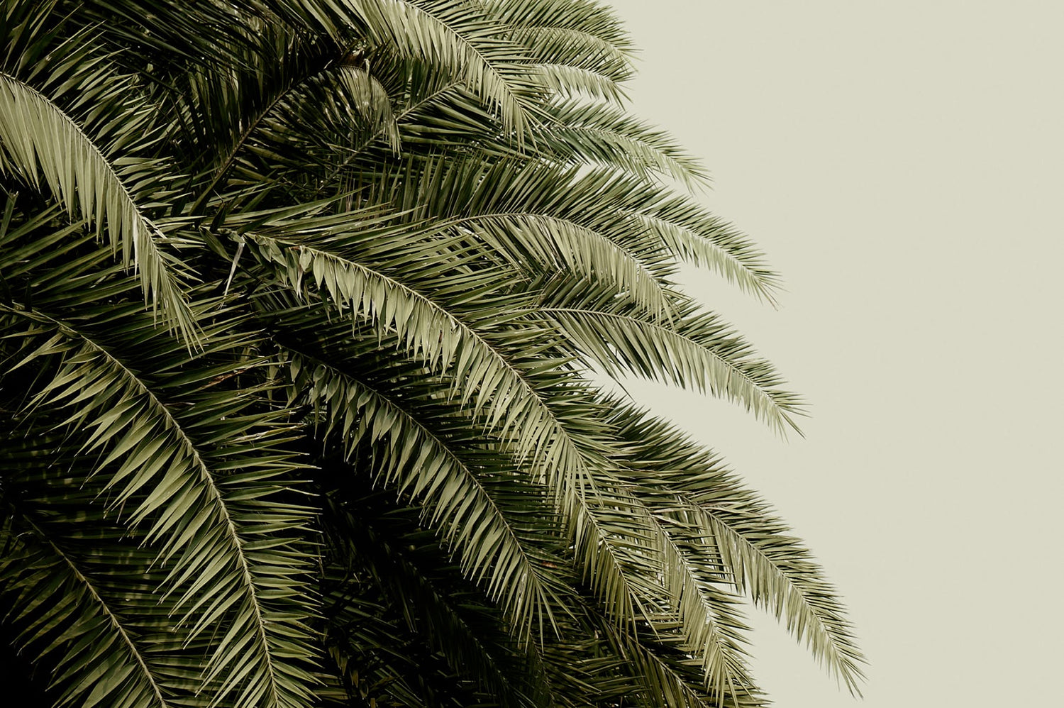 Leaf Love, Tropical Mural Wallpaper close up