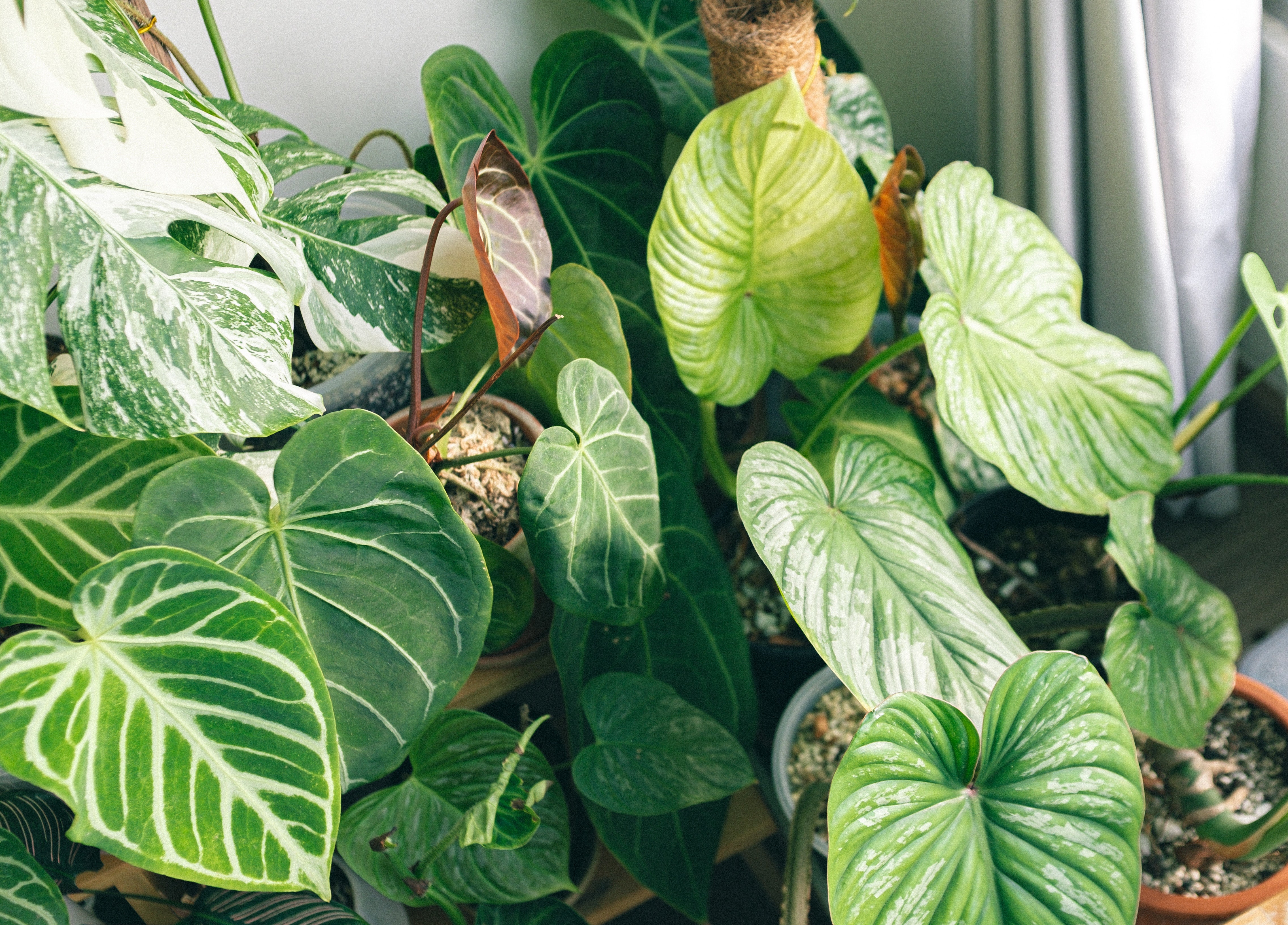 Indoor_plants.jpg